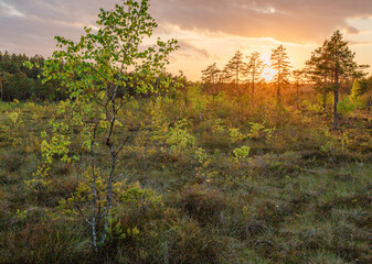 Evening walk in sunset in Kangari marsh nature trail in May in Latvia