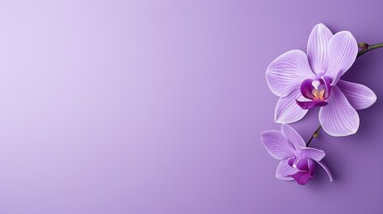 close purple floral background