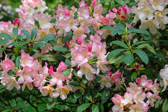Pink and cream Rhododendron &lsquo;Percy Wiseman&rsquo; in flower
