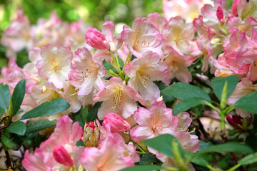 Obraz premium Pink and cream Rhododendron ‘Percy Wiseman’ in flower