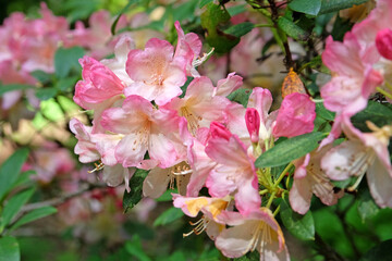 Pink and cream Rhododendron ‘Percy Wiseman’ in flower