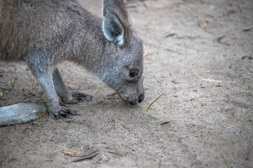 Wild kangaroo grazing next to a road, South Australia