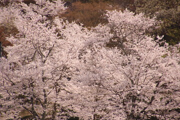 桜　チェリーブロッサム