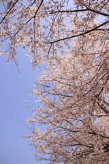 桜　チェリーブロッサム