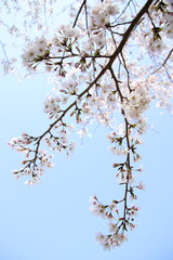 桜　チェリーブロッサム