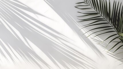 abstract background of shadows palm leaves on a white cement wall
