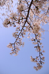 桜　チェリーブロッサム
