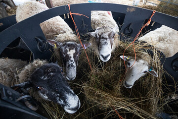 Ewes being kept in position for feeding new born lambs, Cotswolds, Gloucestershire, England, United...