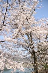 桜　チェリーブロッサム