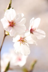 桜　チェリーブロッサム