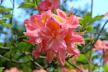 Pink and orange Rhododendron azalea ‘Mount Saint Helen’s’ in flower.