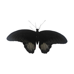 Black Tropical Butterfly Isolated on White Background.