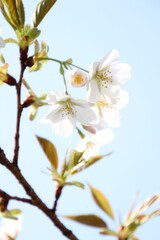 桜　チェリーブロッサム