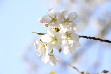 桜　チェリーブロッサム