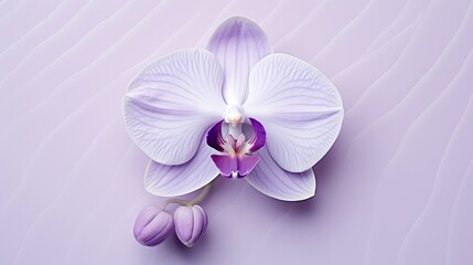 minimalist purple floral background