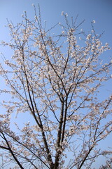 桜　チェリーブロッサム