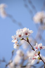 桜　チェリーブロッサム