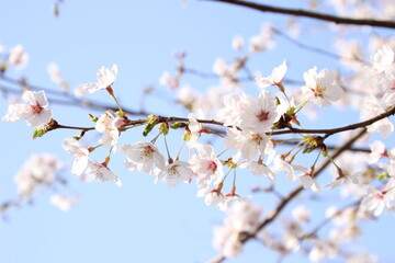 桜　チェリーブロッサム
