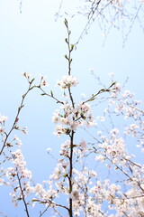 桜　チェリーブロッサム