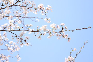 桜　チェリーブロッサム