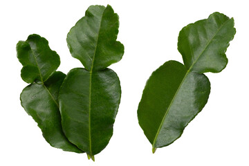 Kaffir lime leaf on white background.
