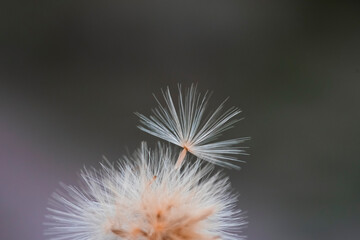 Grass texture abstract patterns, Exploring the Essence of Abstracted Grassland