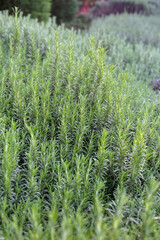 Rosemary plant, Fresh herb in the garden