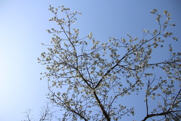 桜　チェリーブロッサム