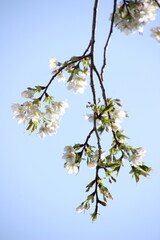 桜　チェリーブロッサム