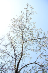 桜　チェリーブロッサム
