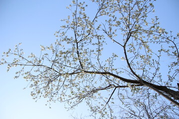 桜　チェリーブロッサム
