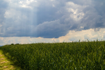 Landscape with sunrays from cloudy sky over green meadow