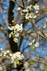 Fototapeta premium White cherry flowers on a semi-blurred background of the spring sky in the garden. 