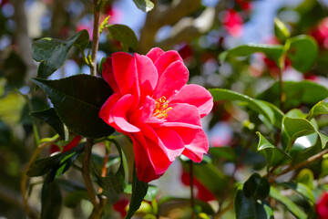 Beautiful camellia flower on tree. The Expo 70 Commemorative Park, Osaka, Japan