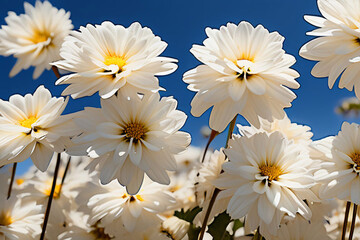 Fototapeta premium white daisies on blue background