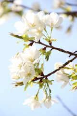 桜　チェリーブロッサム