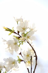 Obraz premium 桜 チェリーブロッサム