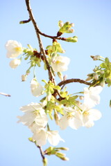 桜　チェリーブロッサム