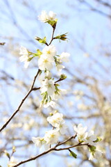 桜　チェリーブロッサム