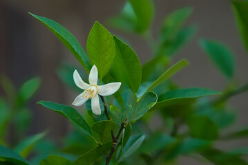 庭に咲いた、たった一輪のレモンの花