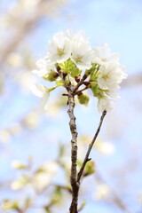 桜　チェリーブロッサム
