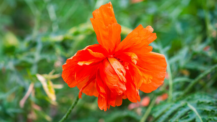 red poppy flower in greenery wallpaper