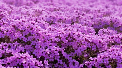 Obraz premium field violet flower pattern