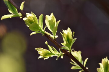 The first leaf in spring, Sainte-Apolline, Québec, Canada