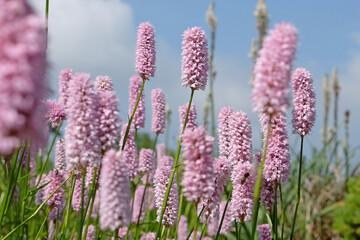 Pink Bistorta officinalis or, Persicaria bistorta, known as bistort, common bistort, European bistort, or meadow bistort in flower.