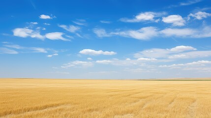 Fototapeta premium fields farmland blue sky