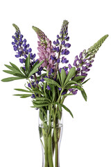 Fototapeta premium lupine in studio