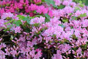 Obraz premium Pink and white Rhododendron azalea ‘Kermesinum Rose’ in flower.