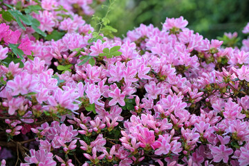 Pink and white Rhododendron azalea ‘Kermesinum Rose’ in flower.
