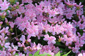Pink and white Rhododendron azalea ‘Kermesinum Rose’ in flower.